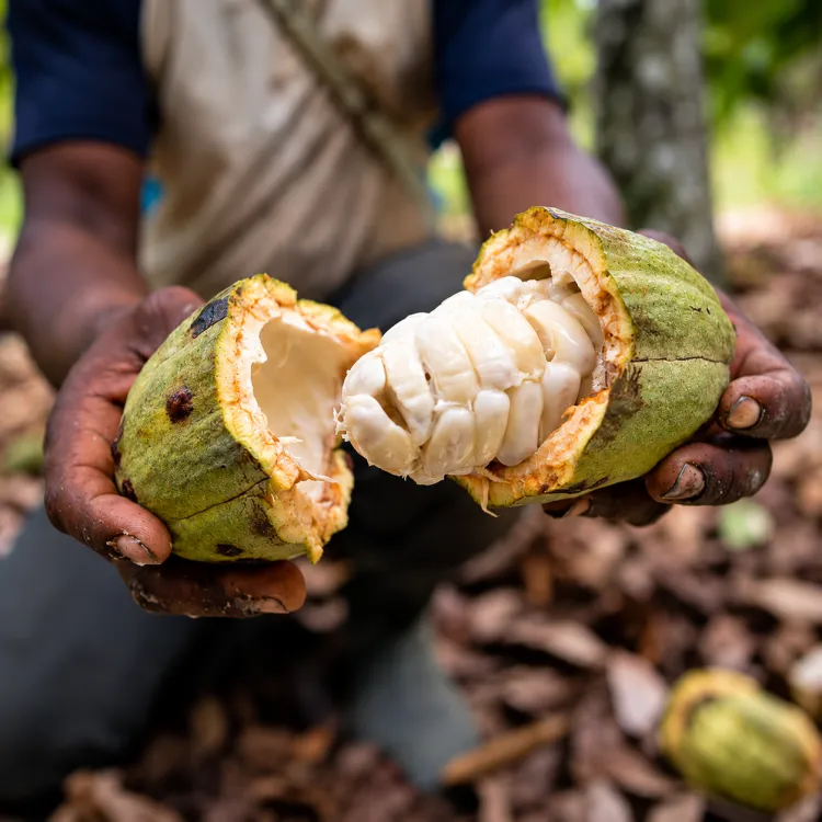 Jus de pulpe de cacao, une façon rafraîchissante de découvrir le fruit du cacaoyer.