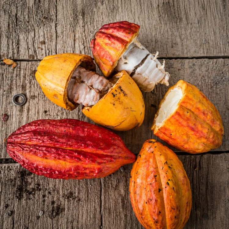 Le jus de cacao, une boisson rafraîchissante élaborée à partir de la pulpe du cacao.