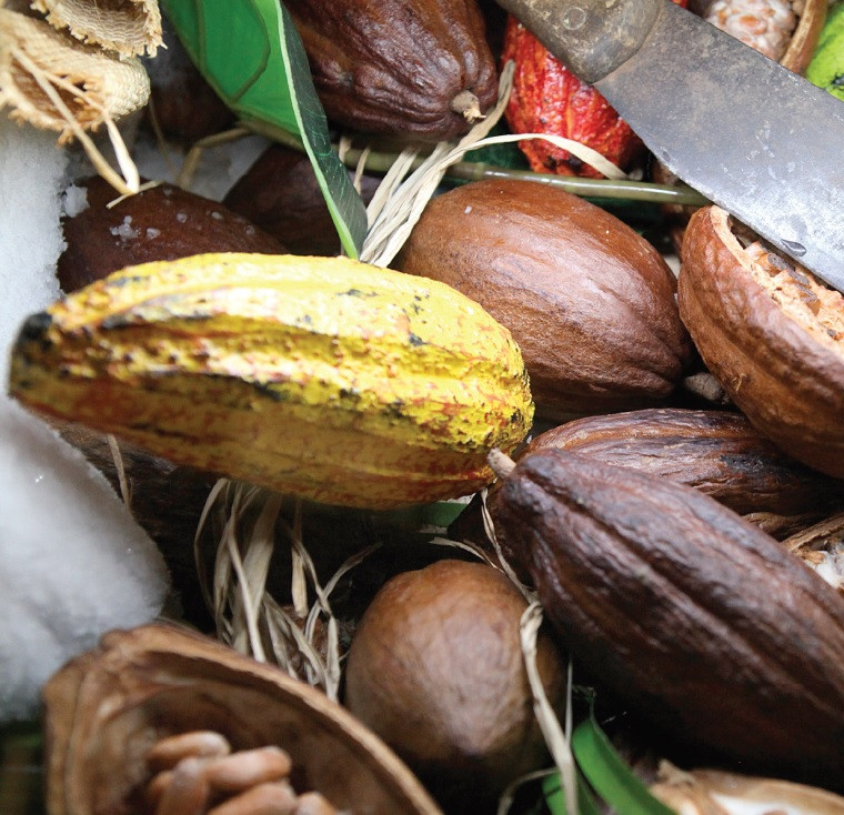 Etape 1 : La culture du cacaoyer Un arbre gourmand aux multiples secrets